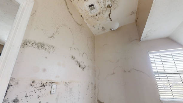Best Mold Removal for HVAC Installations  in Sells, AZ