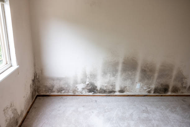 Best Airborne Mold Testing  in Sells, AZ